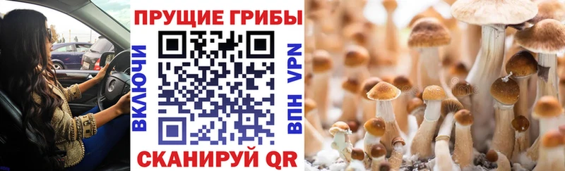 купить наркотики сайты  Закаменск  MEGA зеркало  дарк нет телеграм  Псилоцибиновые грибы ЛСД 